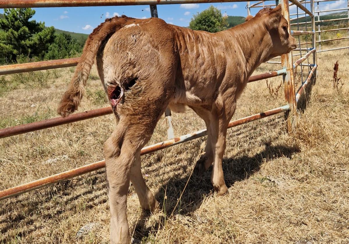 Un oso mata un ternero de 220 kilogramos y acaba con siete colmenas