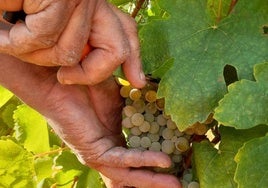 Quiñones defiende la autorización para el uso del godello en Rueda y Tudanca lo critica