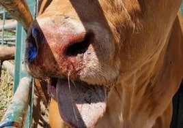 Imagen de una de las vacas afectadas.