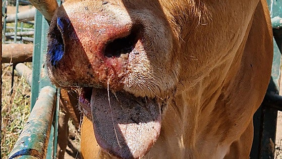 Ganadero afectado por la EHE: «1.500 euros por vaca y los seguros no se hacen cargo»