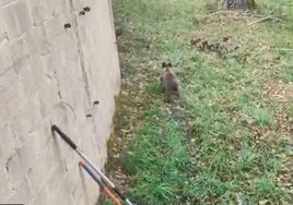 El osezno, en su estancia en el centro de Valsemana (La Ercina).