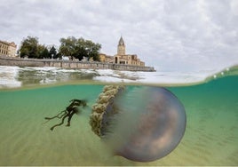 Una gigantesca medusa fotografiada en la playa de San Lorenzo.