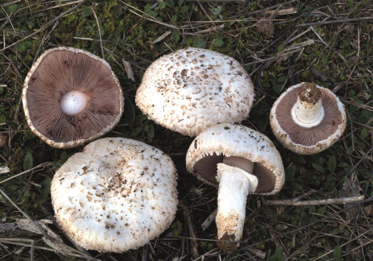 Agaricus campestris, una de las setas propias del otoño.