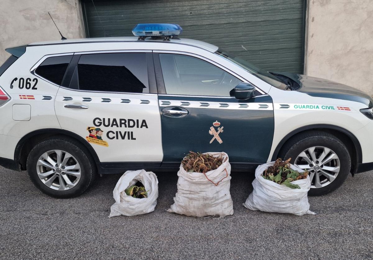 Planta y raíz incautada en la zona de La Magdalena.