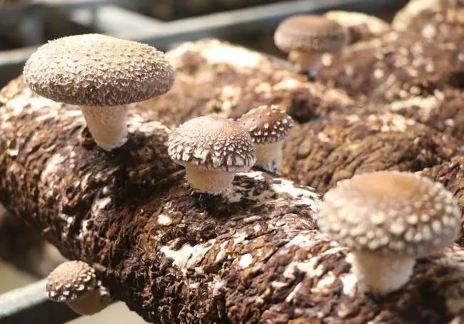 Seta Shiitake de Fungiset