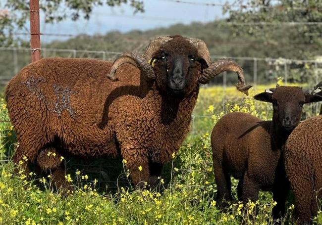 Ovejas Merinas Negra