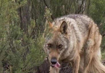 La UE aprueba rebajar la protección del lobo con el voto en contra de España