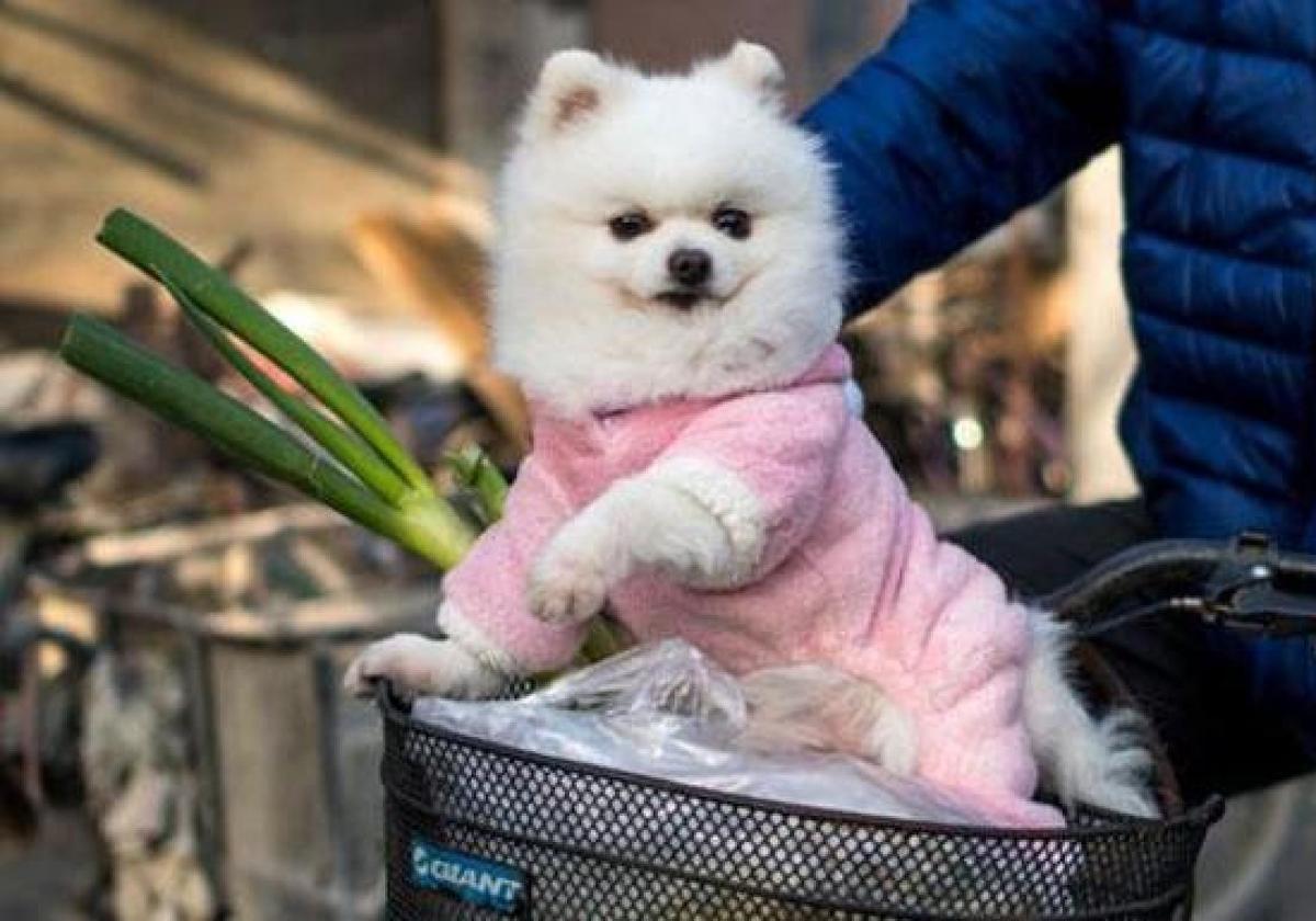 Un perro de raza pomerania.