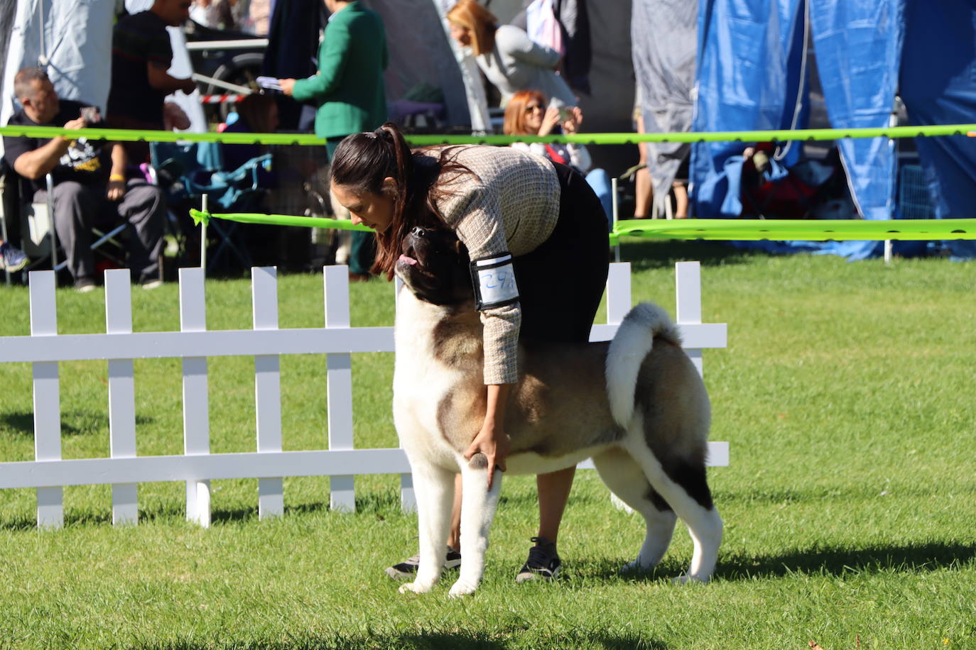 Las mejores imágenes de la XXXI Exposición Nacional Canina