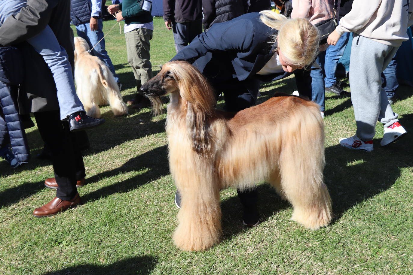 Las mejores imágenes de la XXXI Exposición Nacional Canina