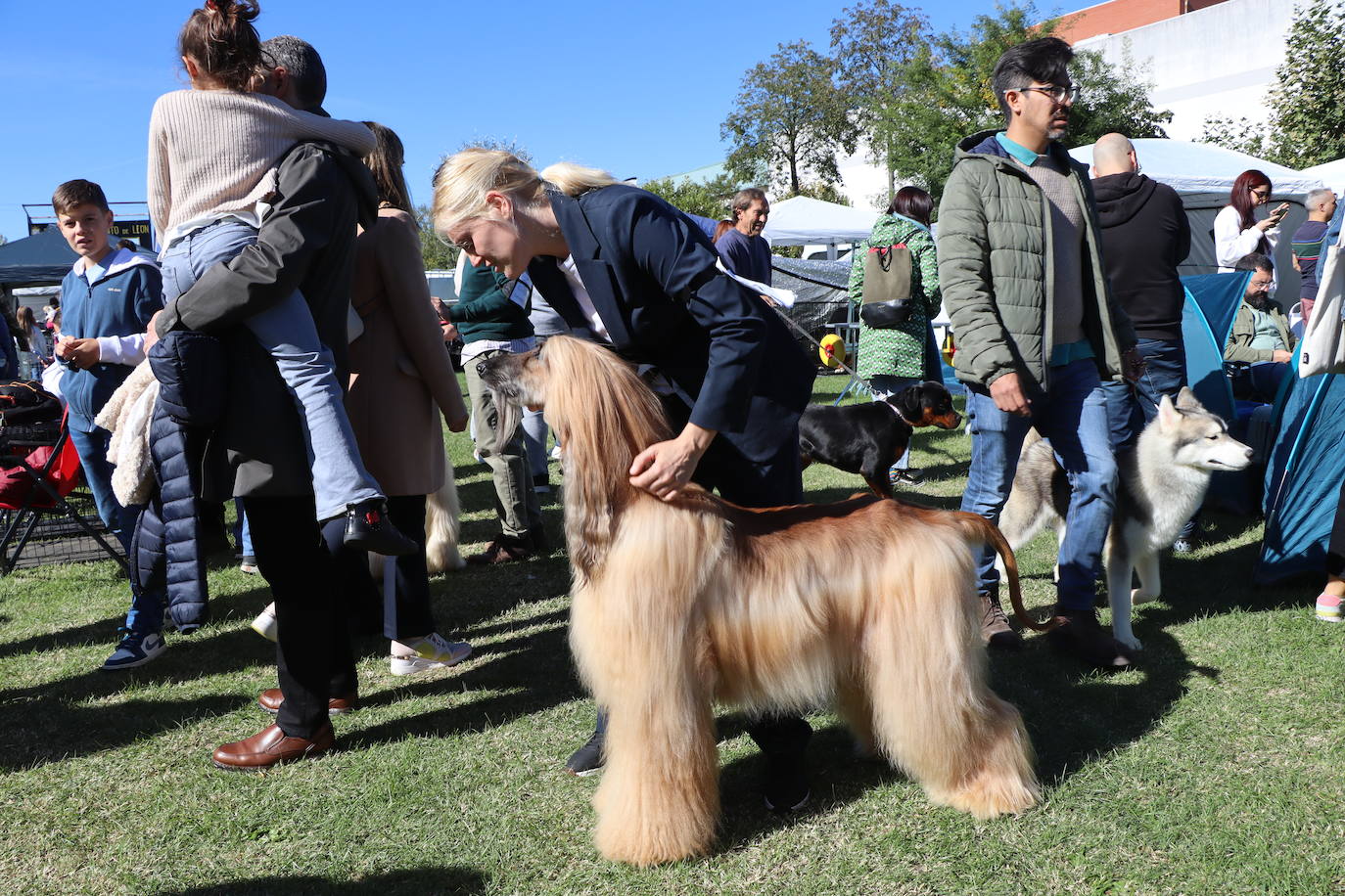 Las mejores imágenes de la XXXI Exposición Nacional Canina