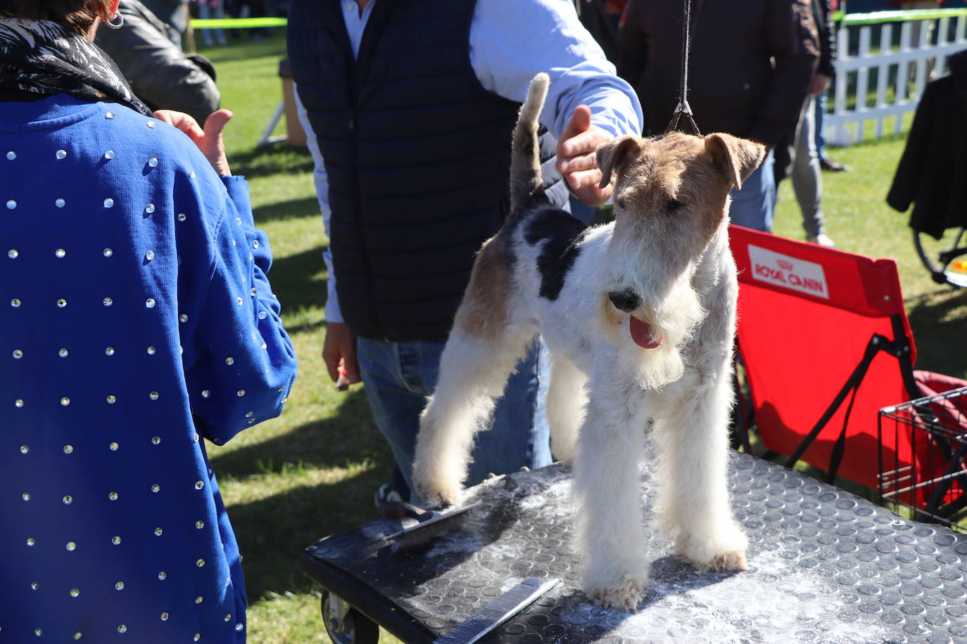 Las mejores imágenes de la XXXI Exposición Nacional Canina