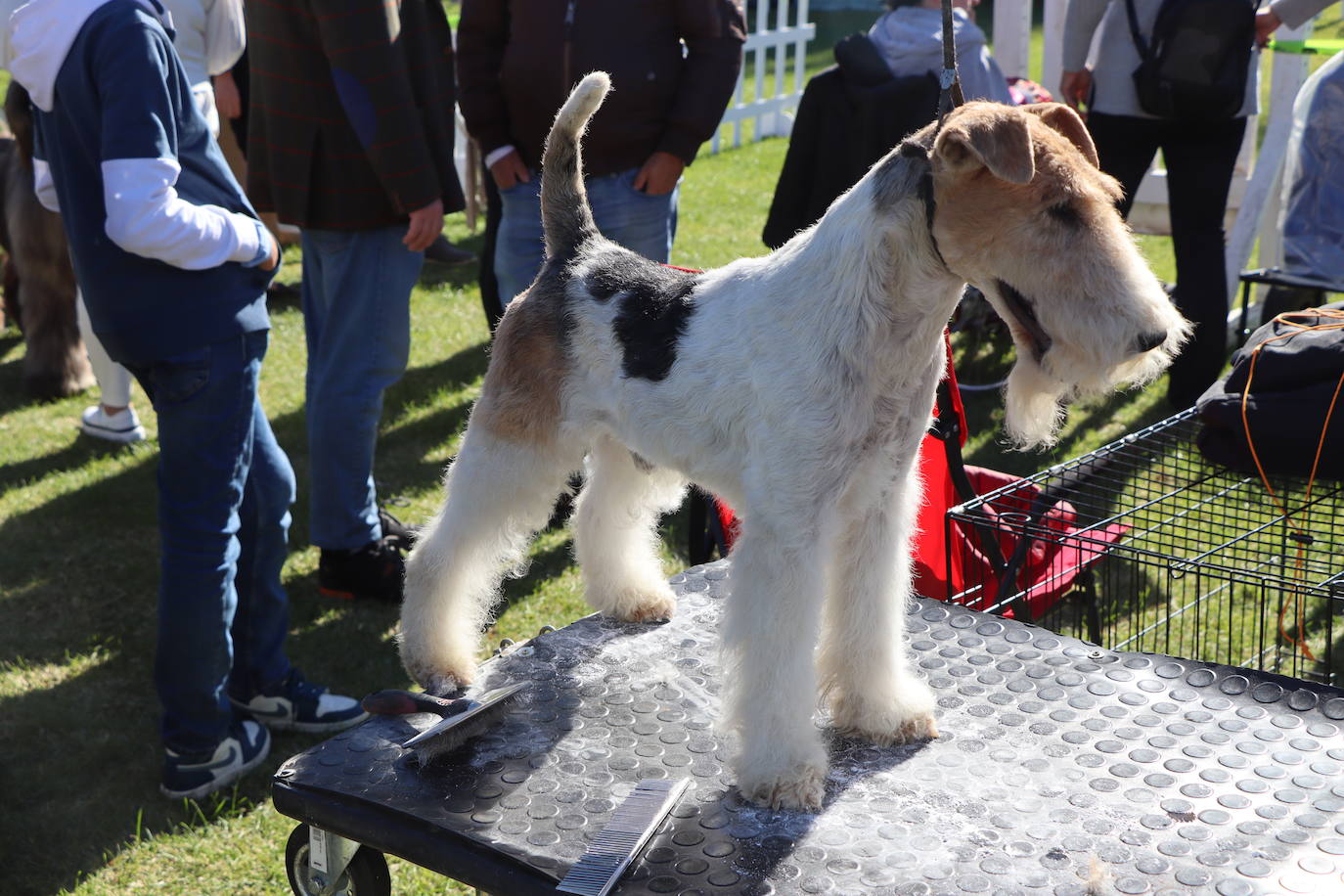 Las mejores imágenes de la XXXI Exposición Nacional Canina