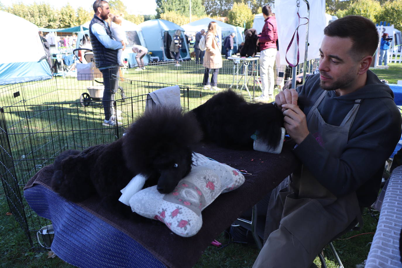 Las mejores imágenes de la XXXI Exposición Nacional Canina