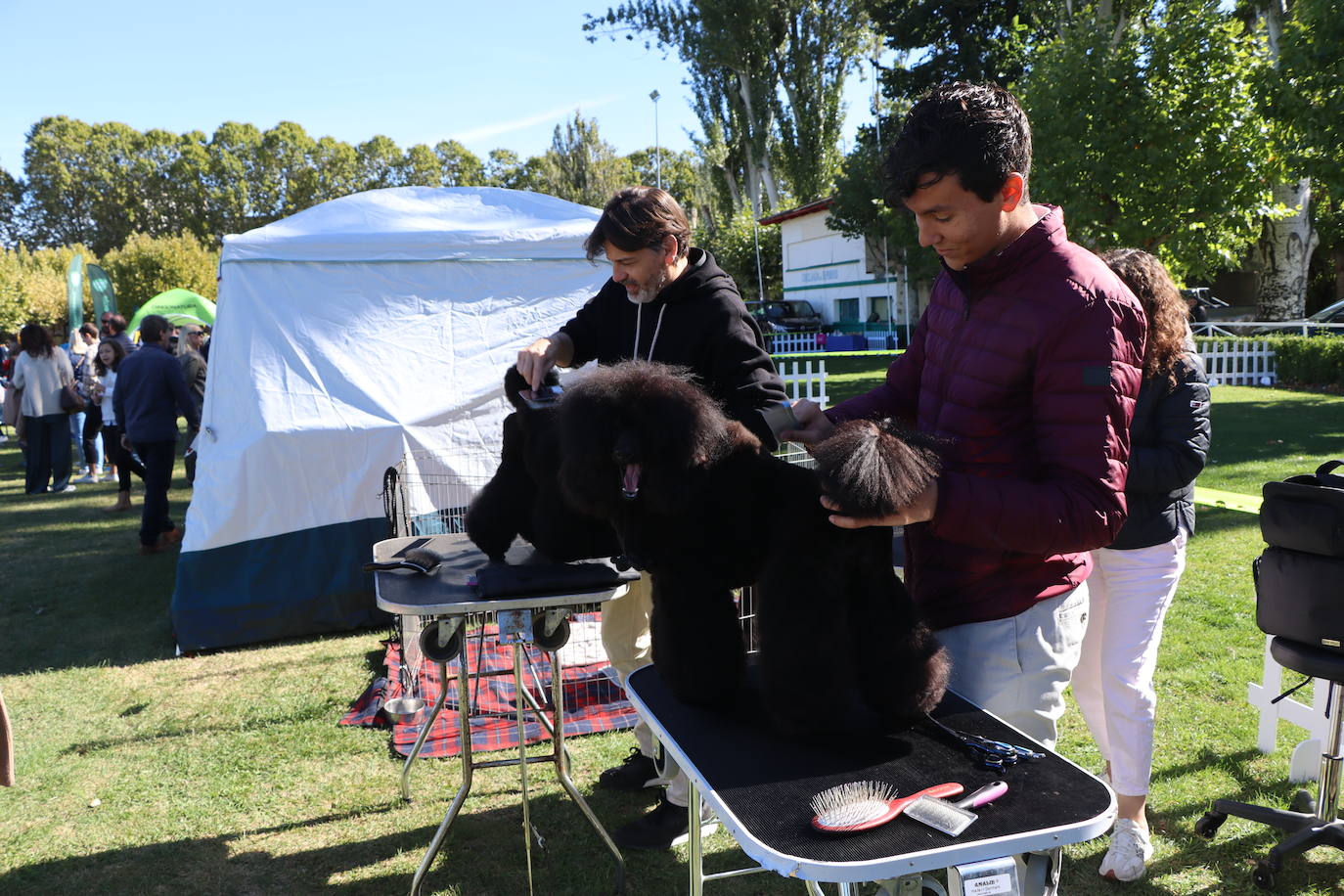 Las mejores imágenes de la XXXI Exposición Nacional Canina