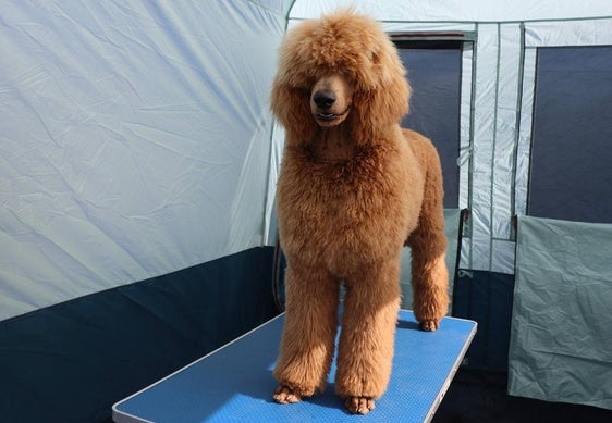 Participante en la XXXI Exposición Nacional Canina