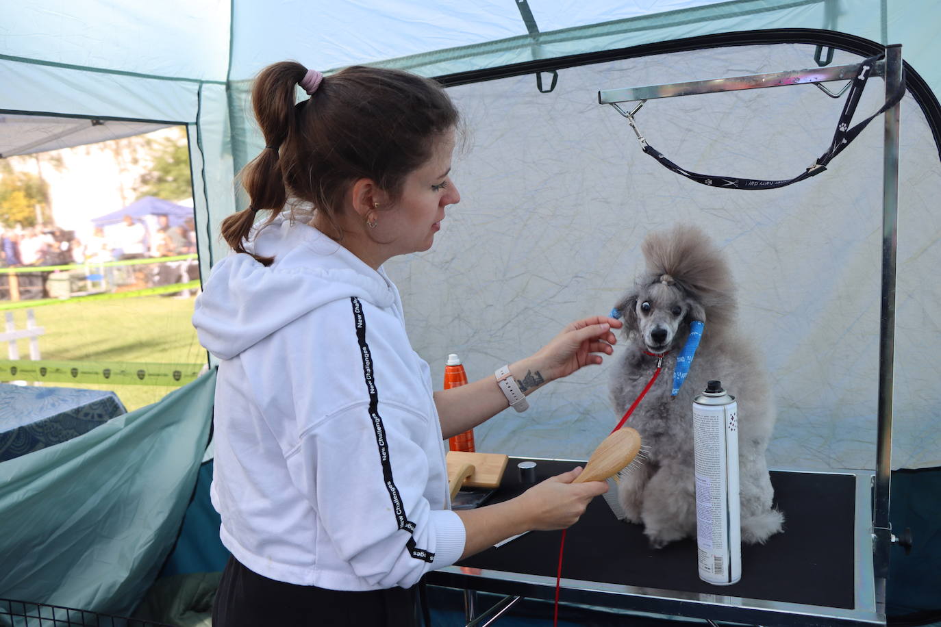 Las mejores imágenes de la XXXI Exposición Nacional Canina