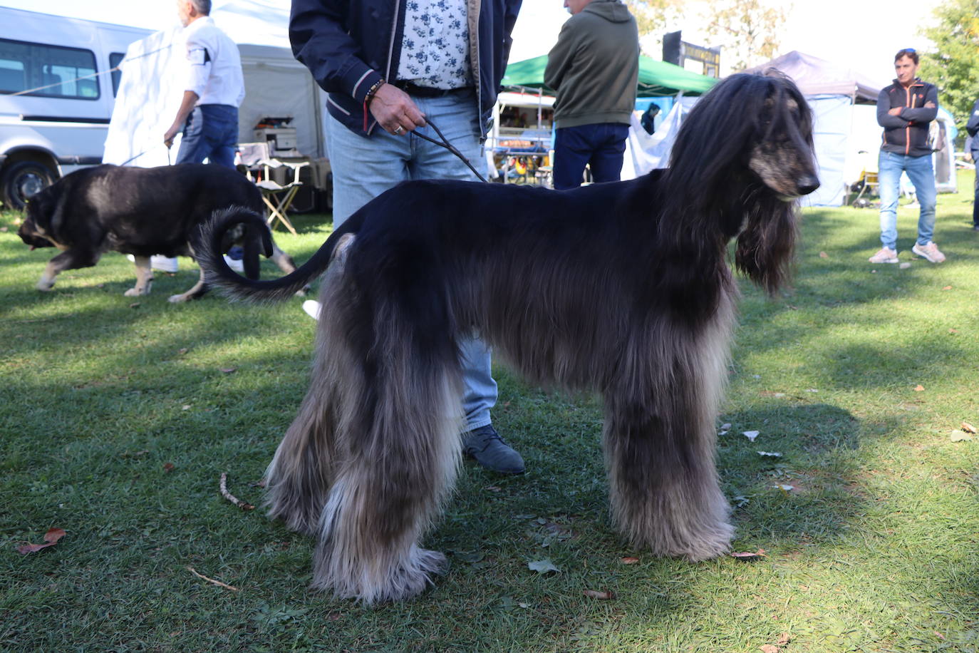 Las mejores imágenes de la XXXI Exposición Nacional Canina