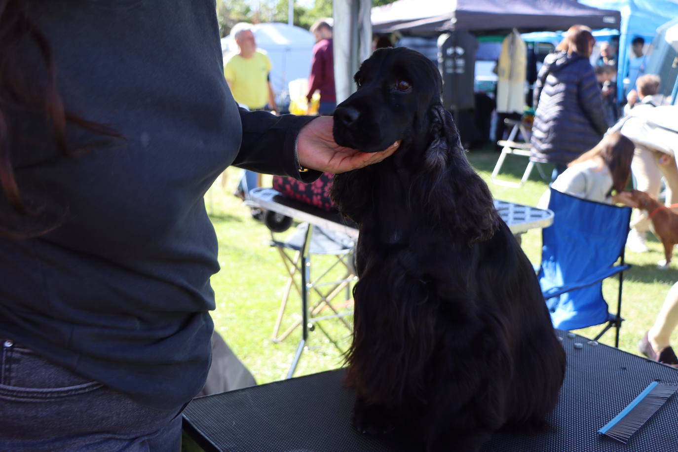 Las mejores imágenes de la XXXI Exposición Nacional Canina