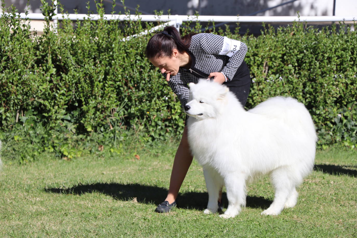 Las mejores imágenes de la XXXI Exposición Nacional Canina