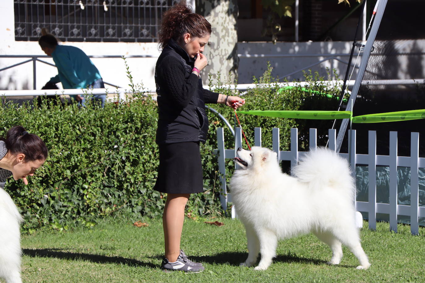 Las mejores imágenes de la XXXI Exposición Nacional Canina