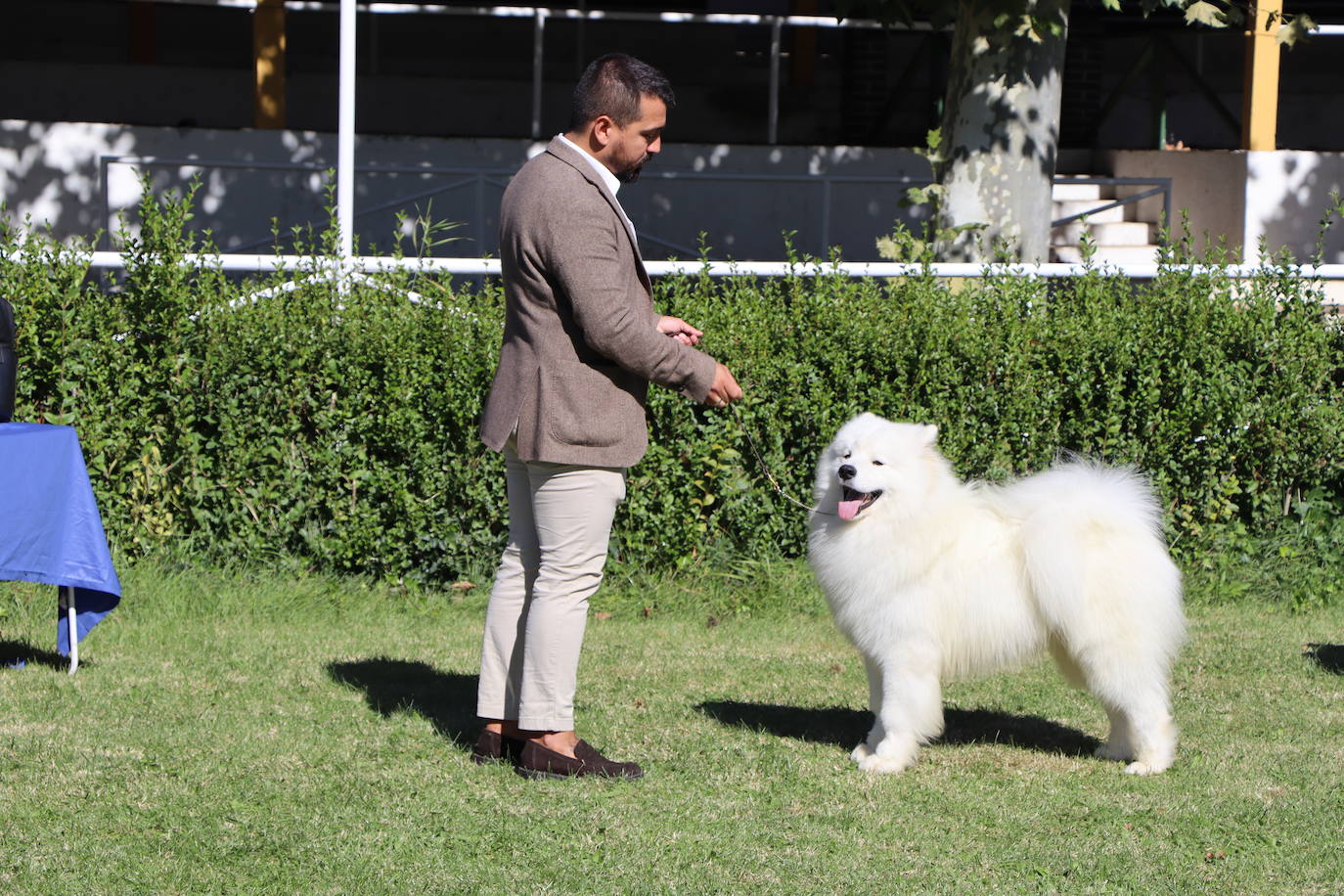 Las mejores imágenes de la XXXI Exposición Nacional Canina