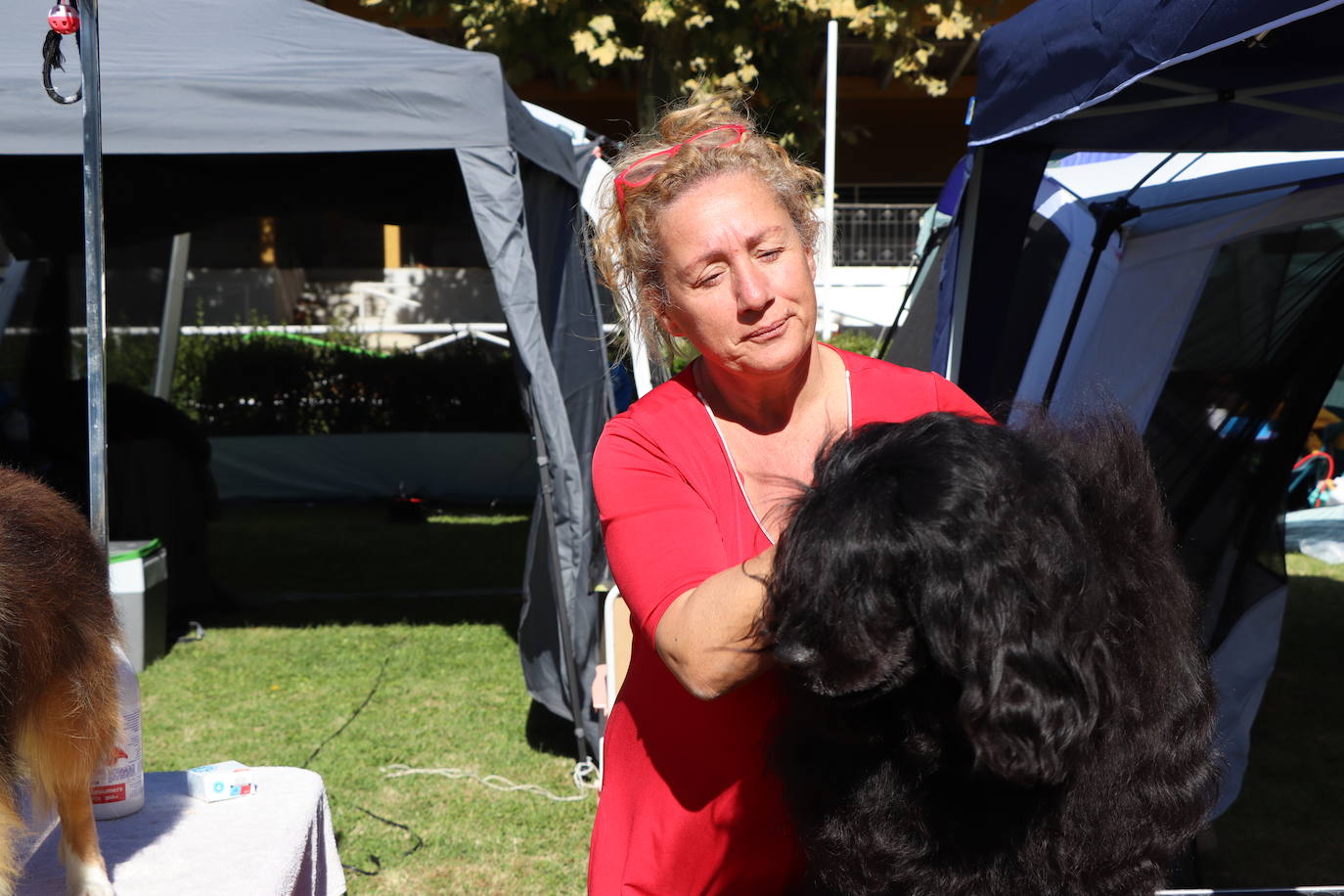 Las mejores imágenes de la XXXI Exposición Nacional Canina