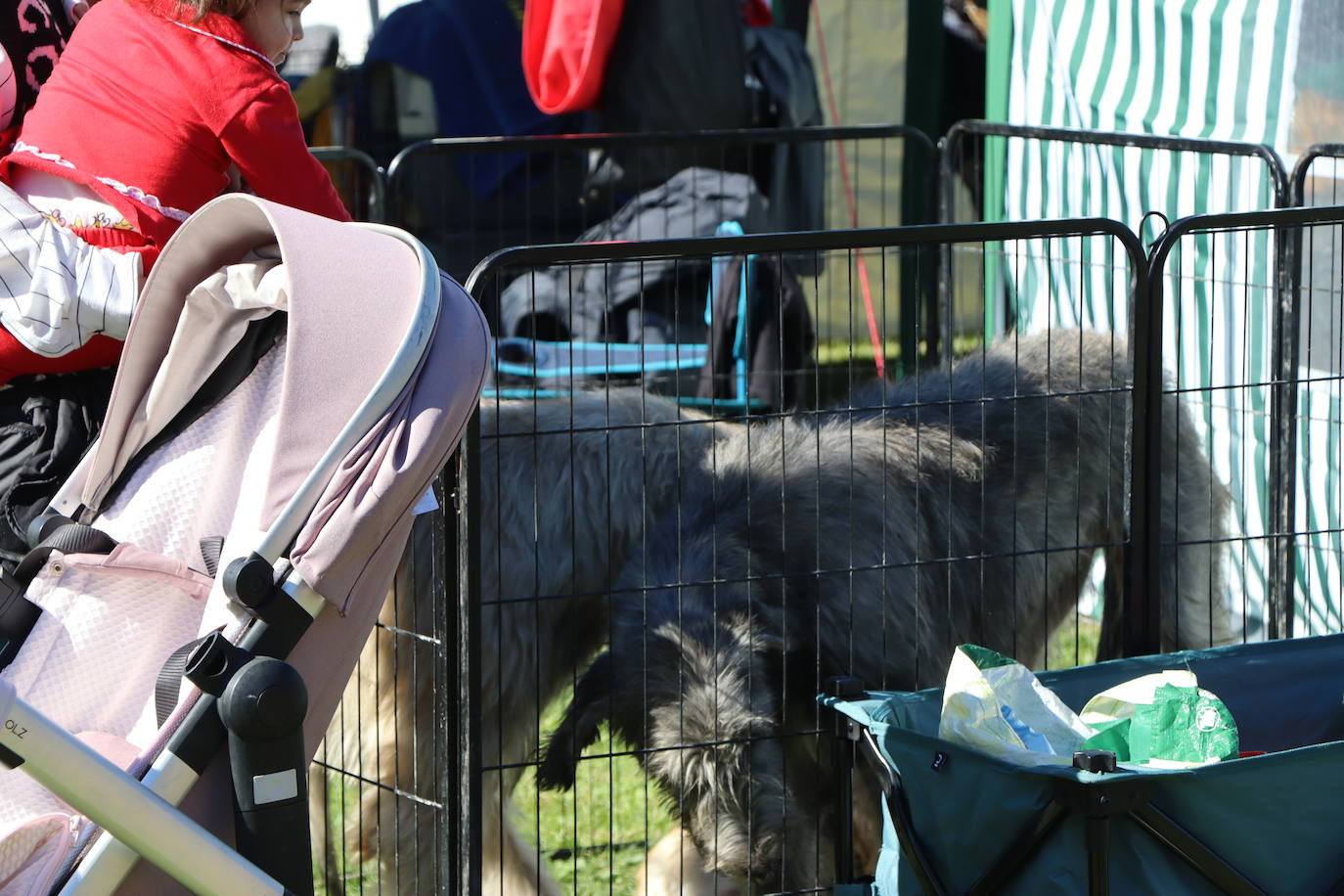 Las mejores imágenes de la XXXI Exposición Nacional Canina