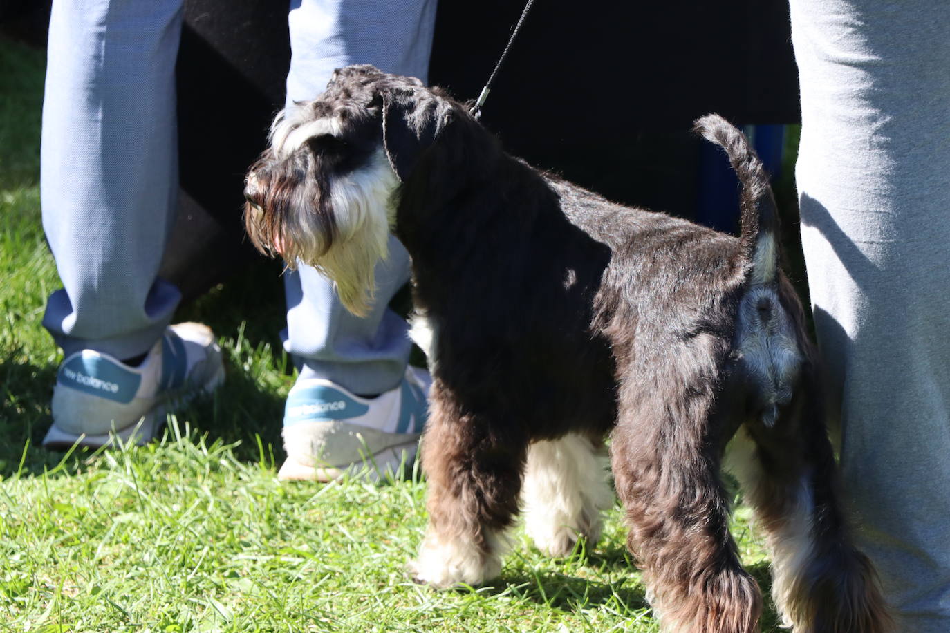 Las mejores imágenes de la XXXI Exposición Nacional Canina