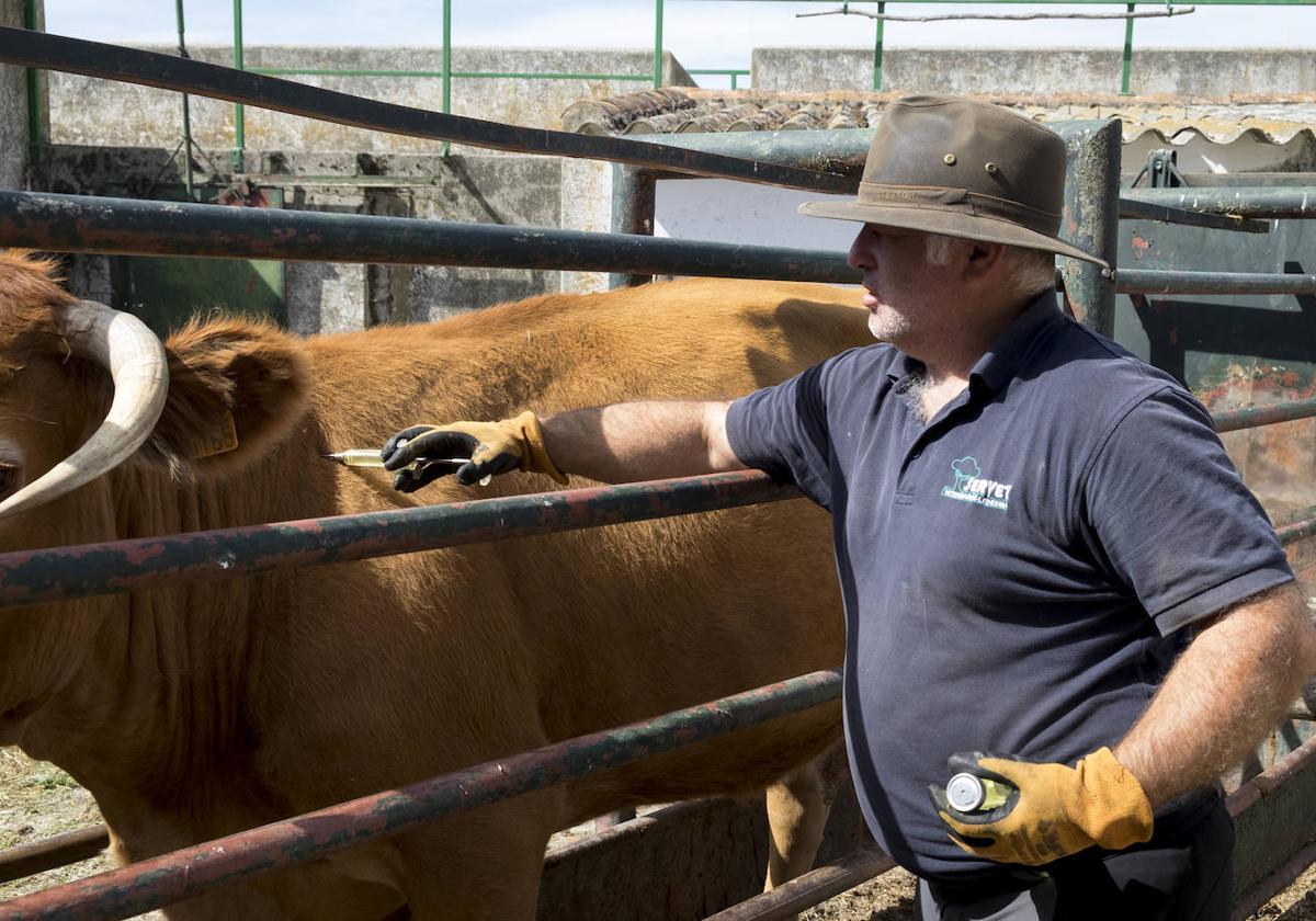 Un veterinario inyecta medicamentos a una vaca infectada de EHE en una finca de Salamanca.