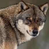 Investigadores de la ULE inciden en que la caza del lobo no es solución a los ataques