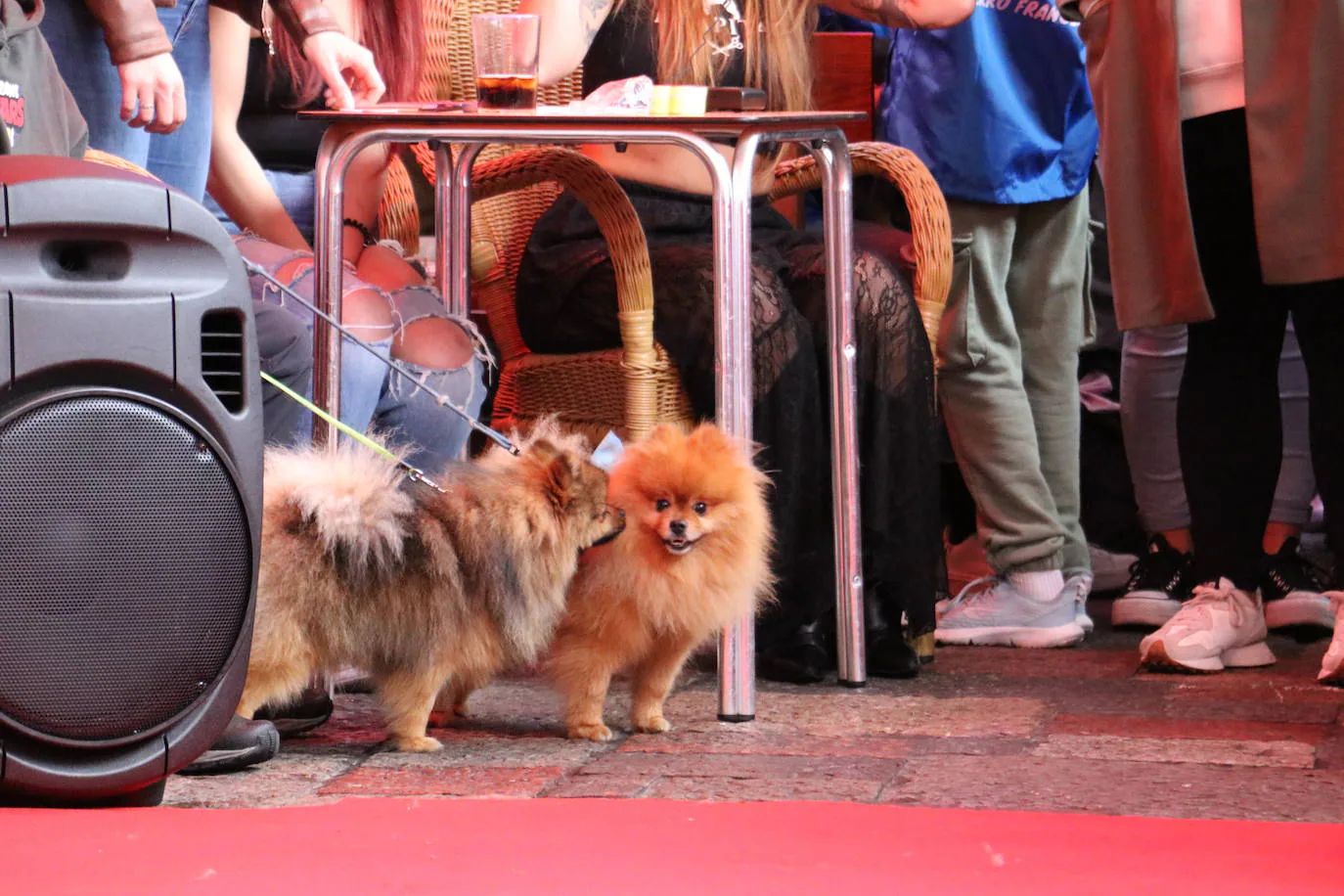 Más de medio centenar de perros pomerania desfilan en la Plaza Mayor de León