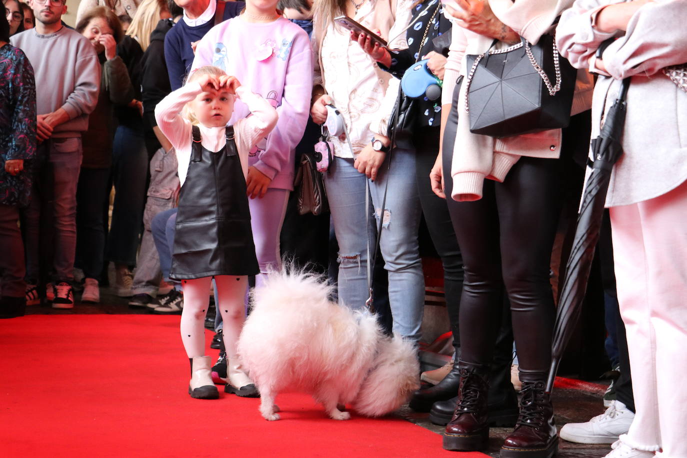 Más de medio centenar de perros pomerania desfilan en la Plaza Mayor de León