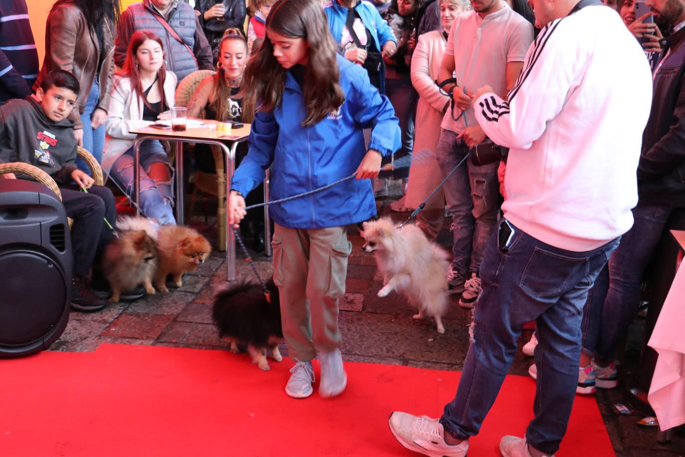 Más de medio centenar de perros pomerania desfilan en la Plaza Mayor de León