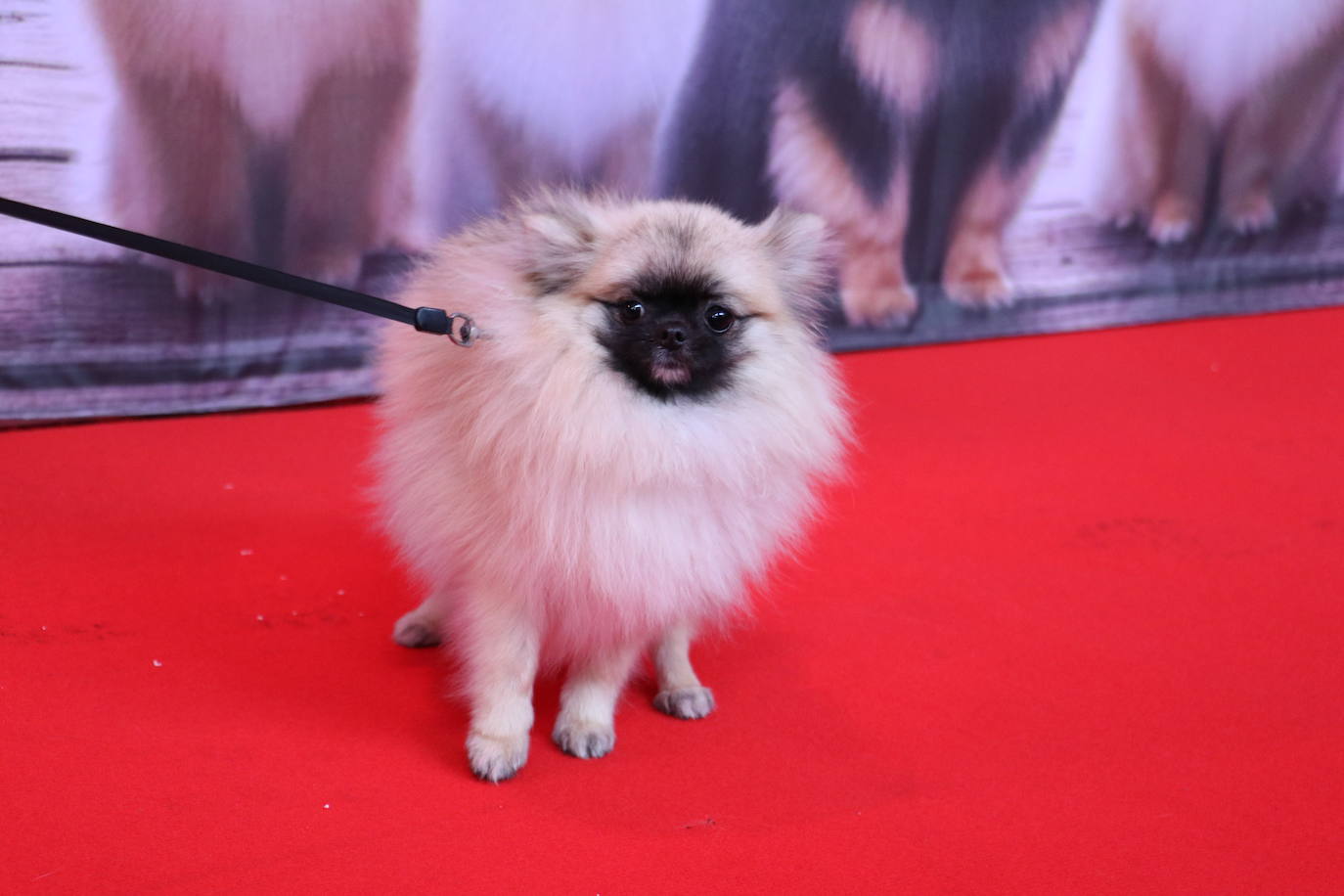 Más de medio centenar de perros pomerania desfilan en la Plaza Mayor de León