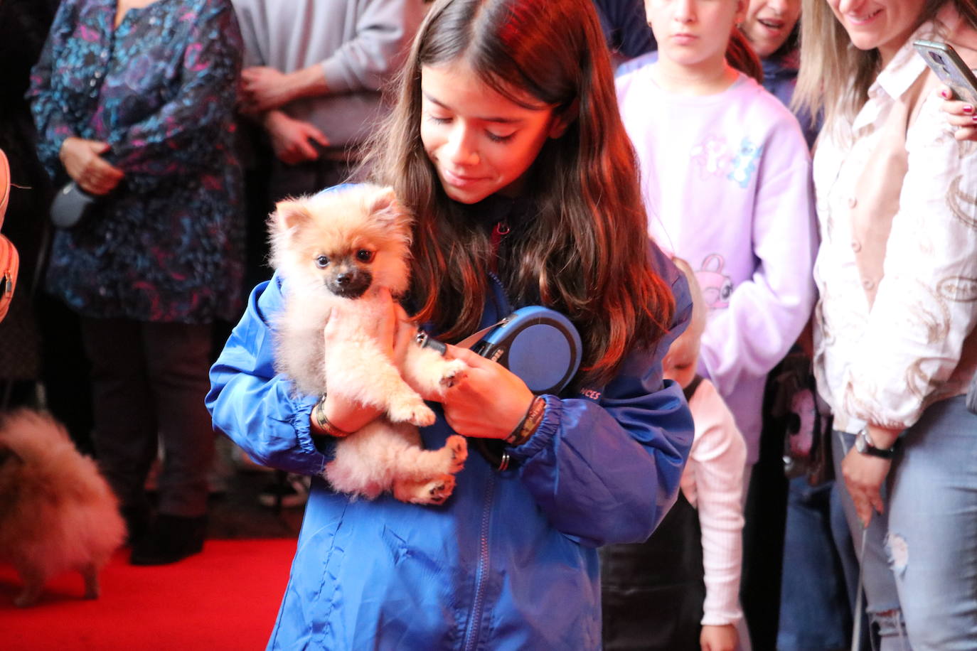 Más de medio centenar de perros pomerania desfilan en la Plaza Mayor de León