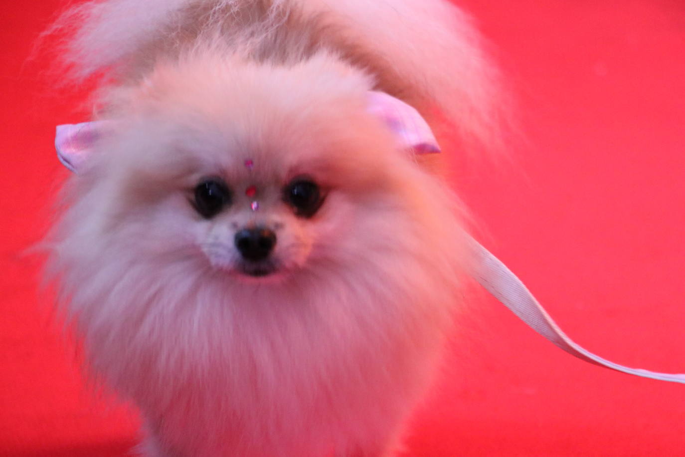 Más de medio centenar de perros pomerania desfilan en la Plaza Mayor de León