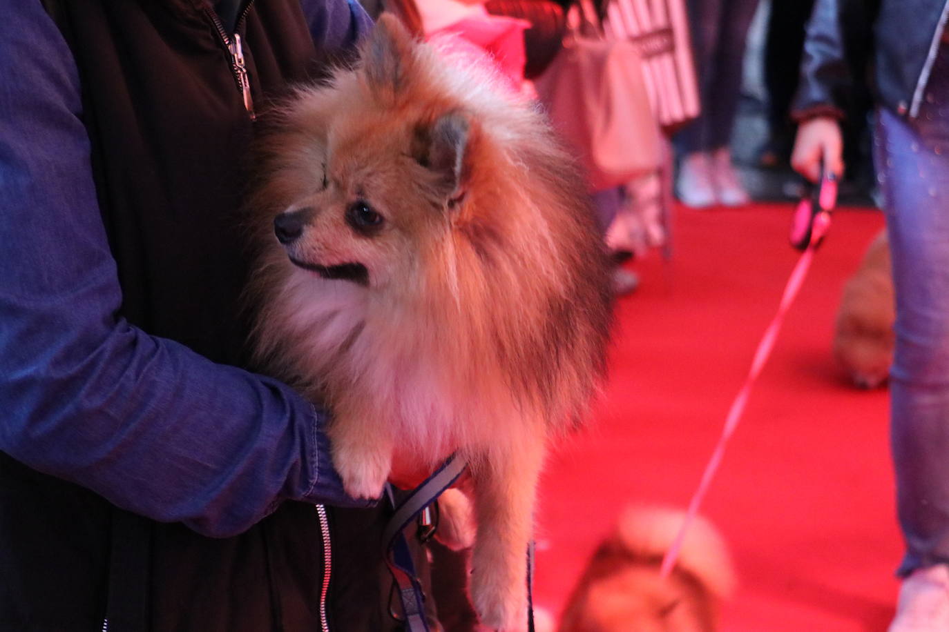 Más de medio centenar de perros pomerania desfilan en la Plaza Mayor de León