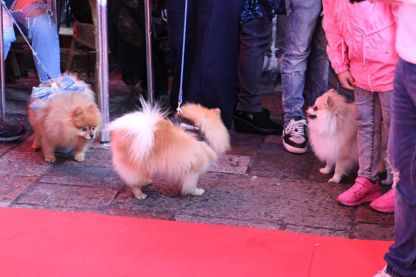 Más de medio centenar de perros pomerania desfilan en la Plaza Mayor de León