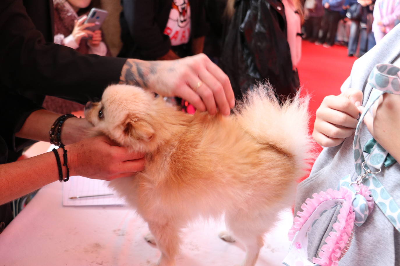 Más de medio centenar de perros pomerania desfilan en la Plaza Mayor de León