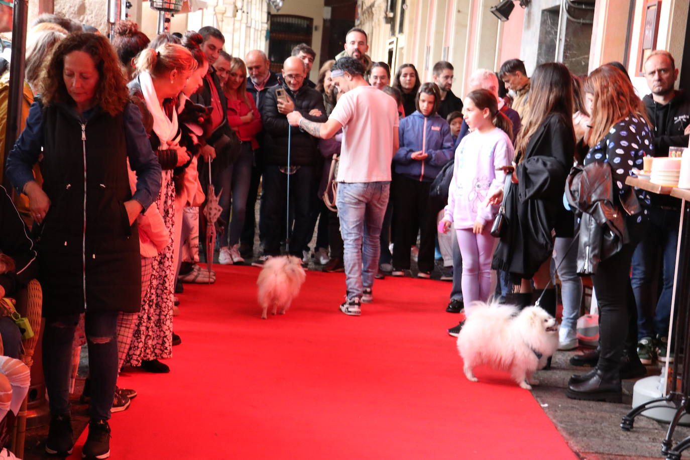 Más de medio centenar de perros pomerania desfilan en la Plaza Mayor de León