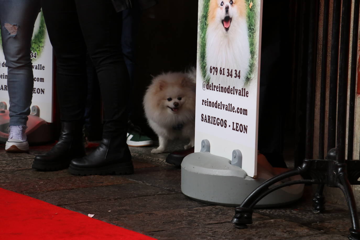 Más de medio centenar de perros pomerania desfilan en la Plaza Mayor de León