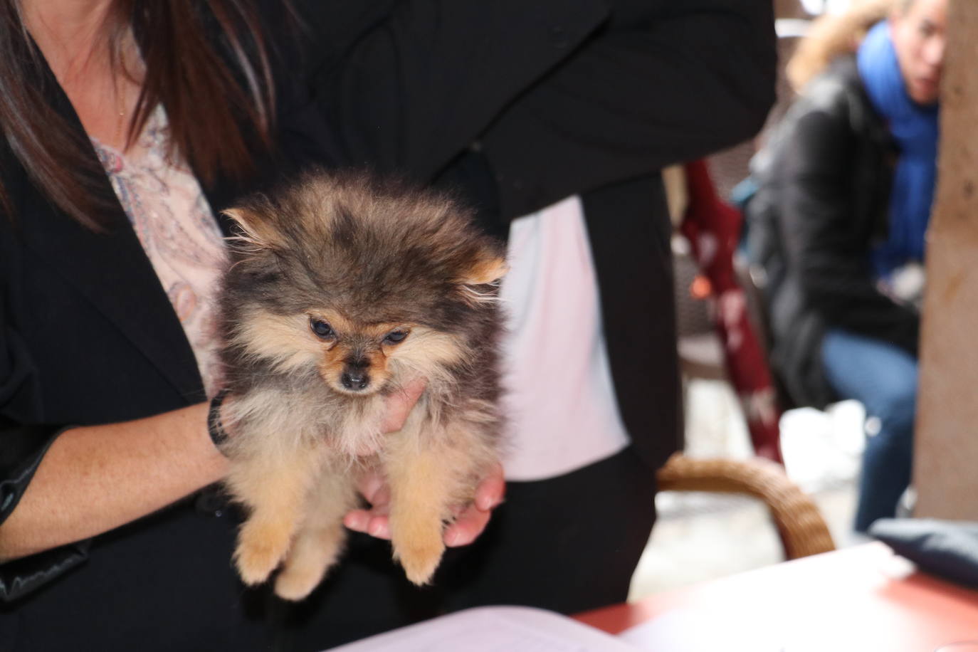 Más de medio centenar de perros pomerania desfilan en la Plaza Mayor de León