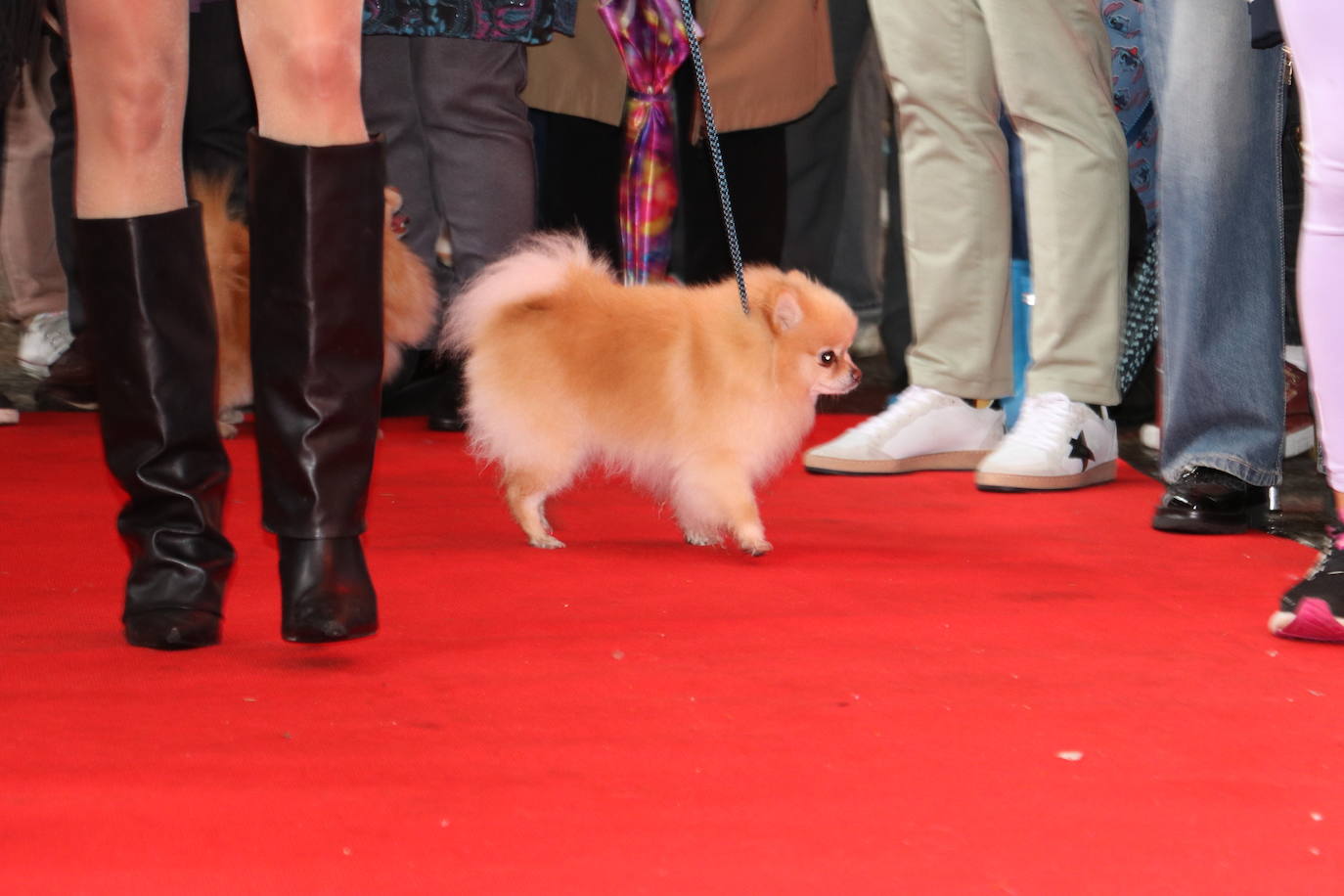 Más de medio centenar de perros pomerania desfilan en la Plaza Mayor de León