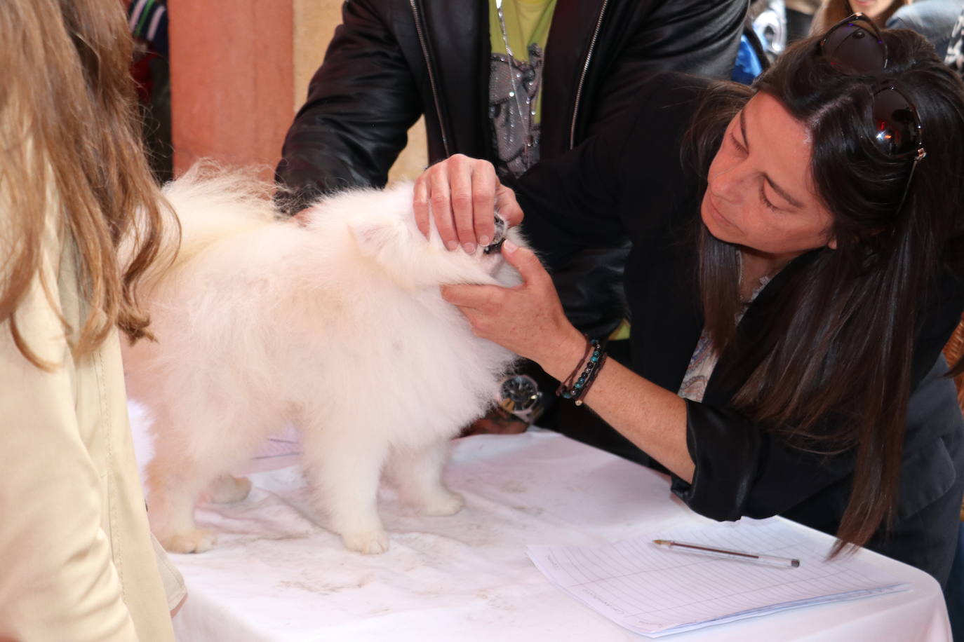 Más de medio centenar de perros pomerania desfilan en la Plaza Mayor de León