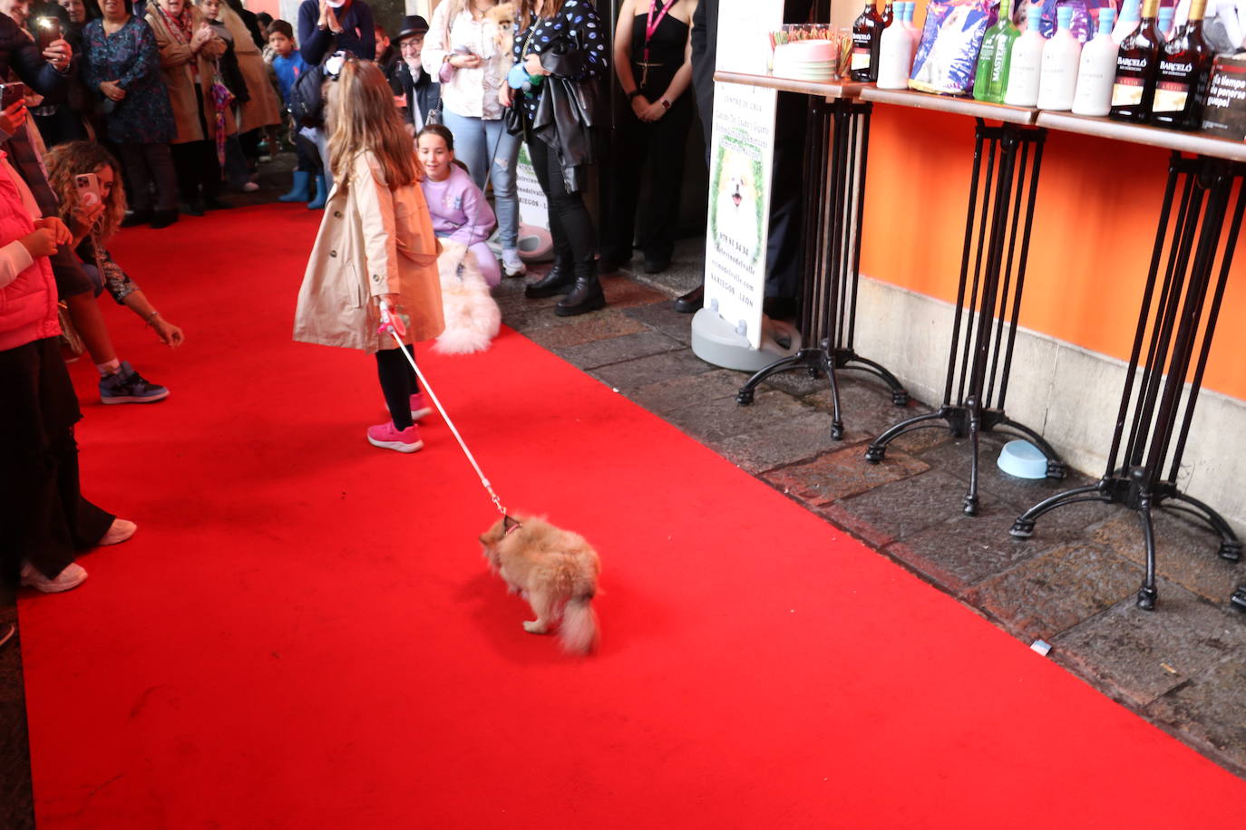 Más de medio centenar de perros pomerania desfilan en la Plaza Mayor de León