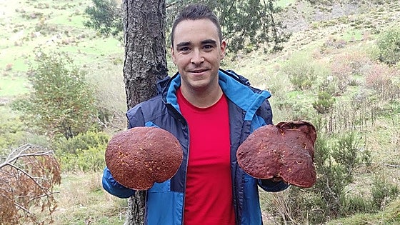 Boletus de más de un kilogramo en los montes de León