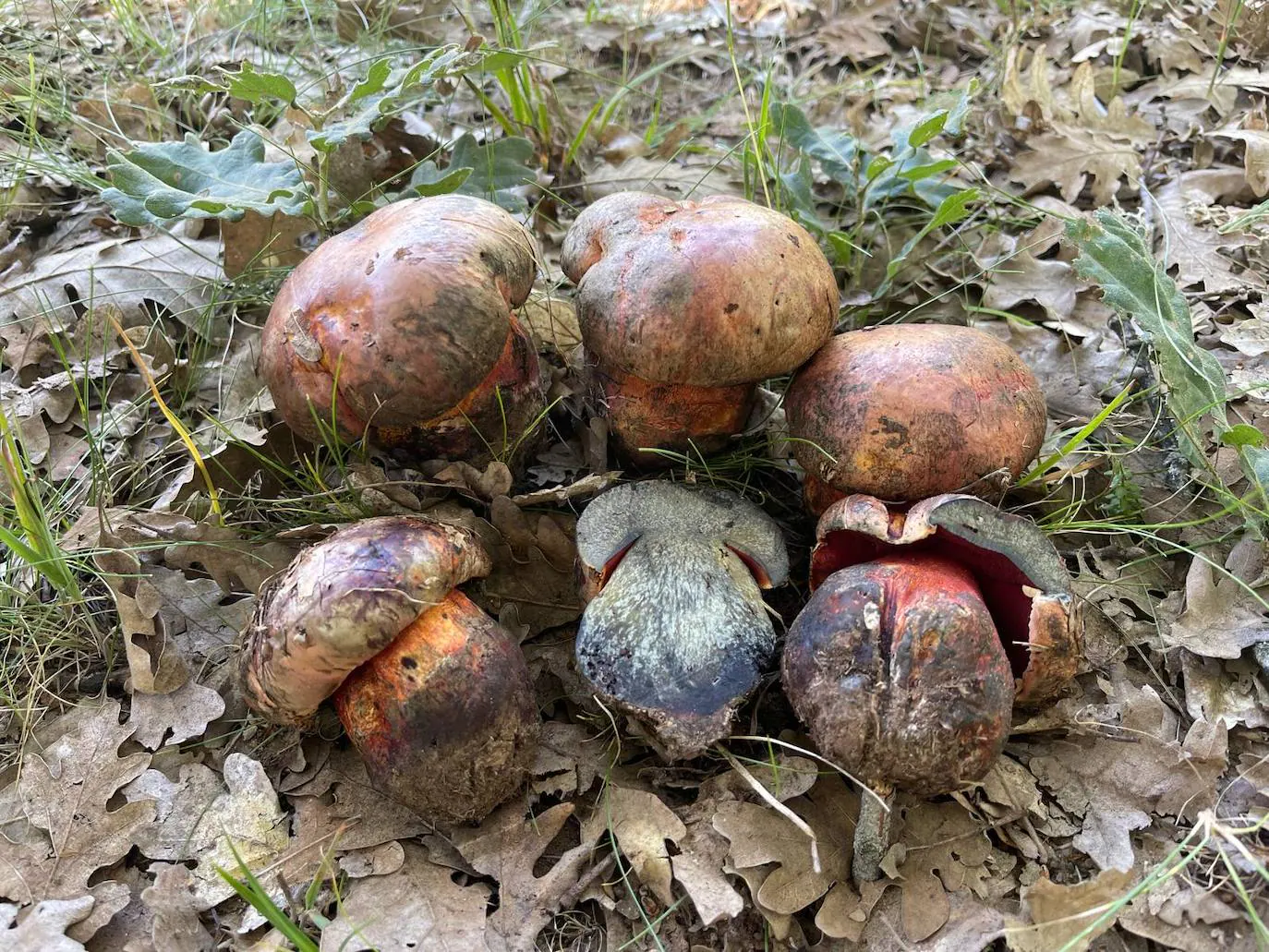 Imagen principal - Rhodopurpureus, entoloma sinuatum y boletus satanas.