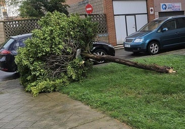 Más de 39 emergencias en León por Kirk: árboles caídos, un edificio evacuado y calles anegadas