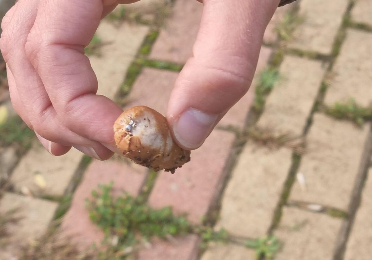 Salchicha con alfileres en su interior encontrada en la zona de esparcimiento canino de Nocedo.